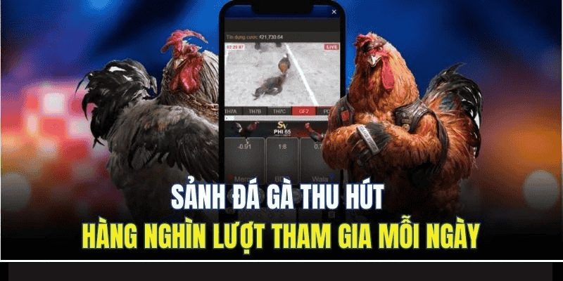 Cổng Game DU88 - Thế Giới Giải Trí Đổi Thưởng Hot Nhất 2025 10 Sảnh đá gà thu hút hàng nghìn lượt tham gia mỗi ngày