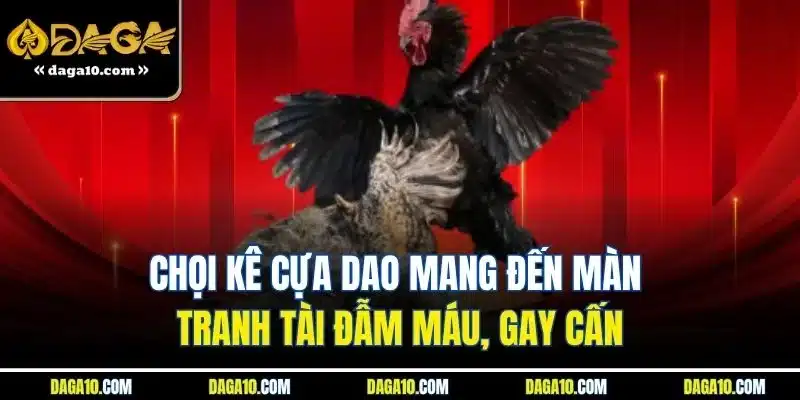 ĐÁ GÀ DAGA 9 Chọi kê cựa dao mang đến màn tranh tài đẫm máu, gay cấn